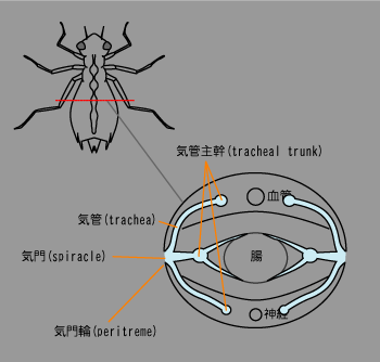 昆虫の気管１.png