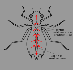 昆虫の血管.png