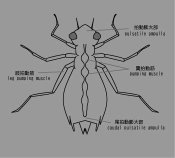 昆虫の血管２.png