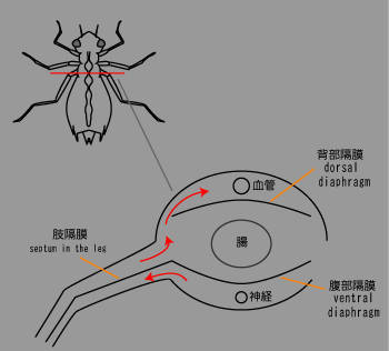 昆虫の血管３.png