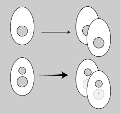 核細胞分裂2.png