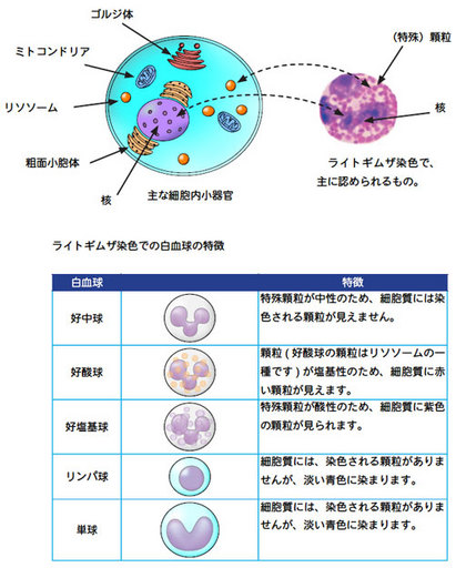 血液細胞.jpg